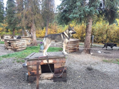 storey-The Alaskan Huskies of Denali National Park