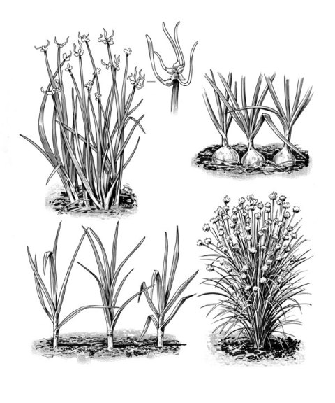 Onions across the Seasons