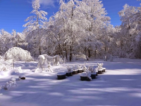 Picking the Best Varieties of Cucumber