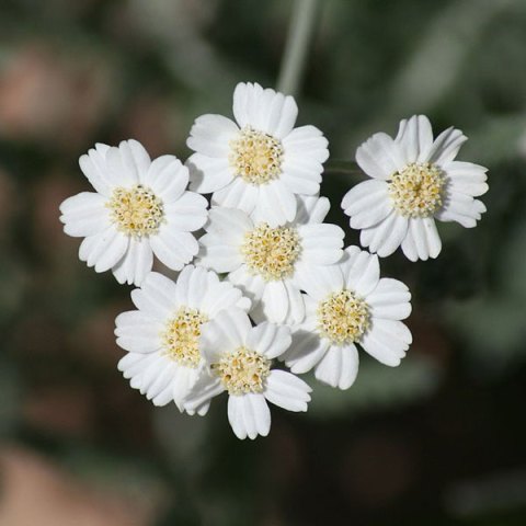 Homebrew with Herbs- Honey Lemon Yarrow Summer Beer