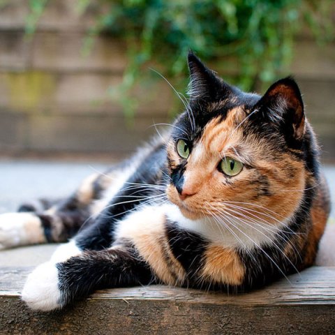 Essential Oils and Cats Don’t Mix