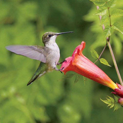 Into the Hummingbird Nest