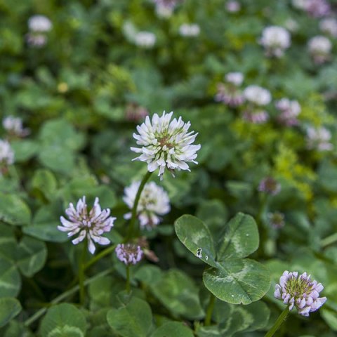 storey-Five Plants to Help Pollinators