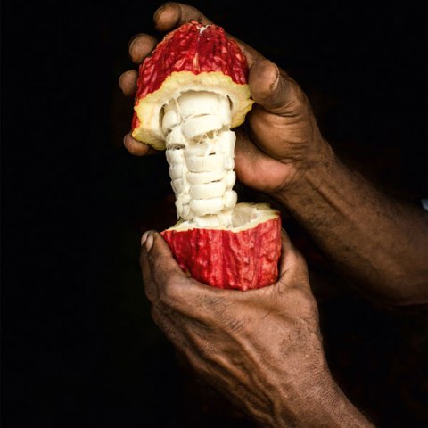 What Is Single-Origin Chocolate?