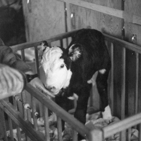 Notes from Sky Range Ranch: The Cows We Kept as Pets