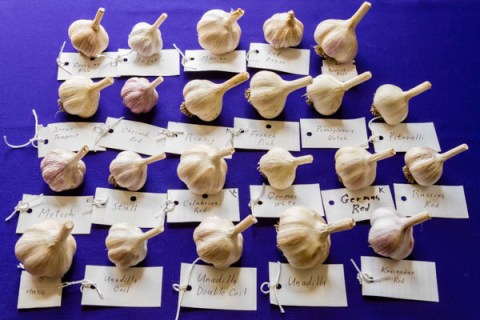 A Guide to Garlic Varieties