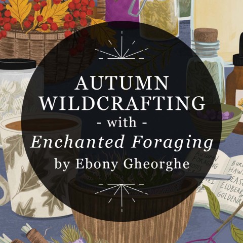 Autumn Wildcrafting with Enchanted Foraging by Ebony Gheorghe