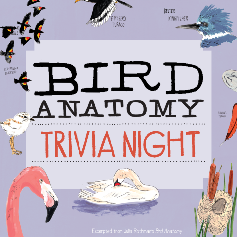 Storey - Julia Rothman Bird Anatomy Trivia